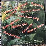 Neoton Família Disco Party 86 (LP, Album) Neoton Família Disco Party 86 (LP, Album)